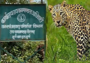 खैरागढ़ में तेंदुए की मौत पर बड़ा ट्विस्ट, कुछ लोगों की हिरासत की खबर, अवैध शिकार की आशंका गहराई…